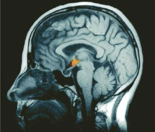 <ul><li><p>Primary function: autonomic and instinctual functions</p><ul><li><p>Hormonal</p></li><li><p>Autonomic</p></li><li><p>Behavioral</p></li></ul></li></ul><ul><li><p>Receives input from many areas including circulation</p></li></ul><p></p>