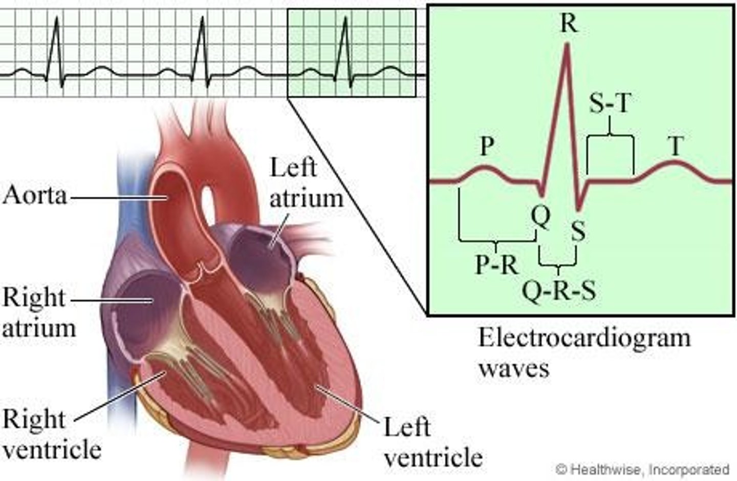 <p>contraction and relaxation of myocardium</p>