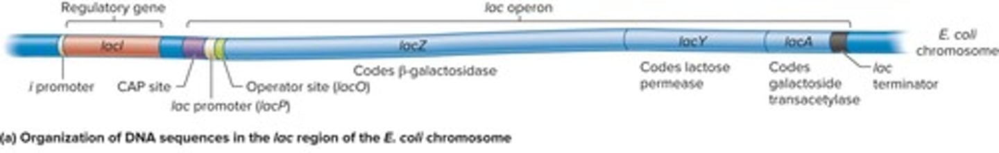 <p>A regulatory unit consisting of a few protein-coding genes under the control of one promoter.</p>