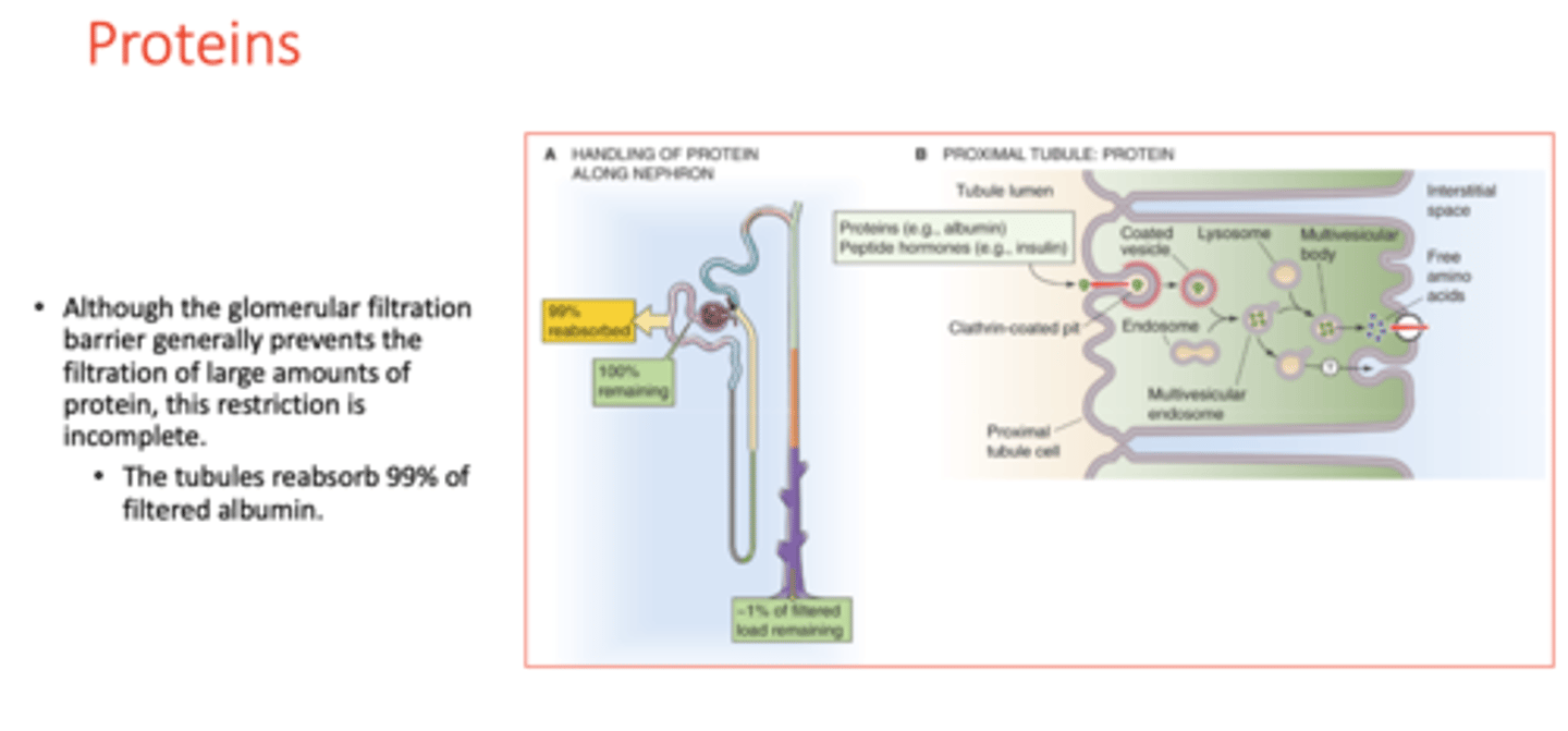 <p>filtration</p><p>reabsorption</p>
