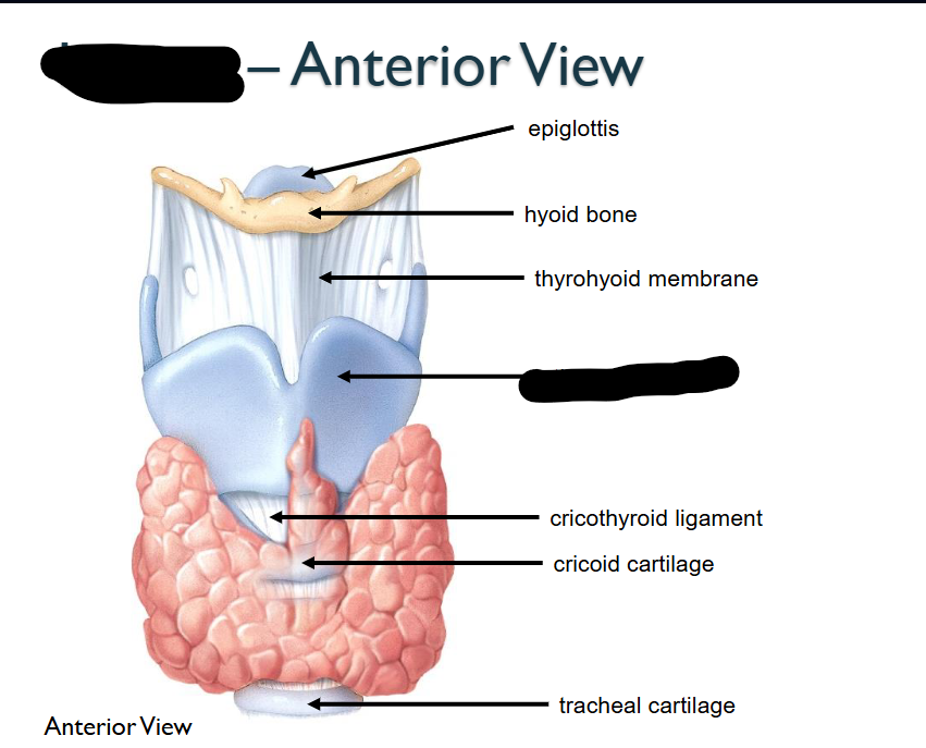 <p>What structure is this within the Larynx?&nbsp;</p>
