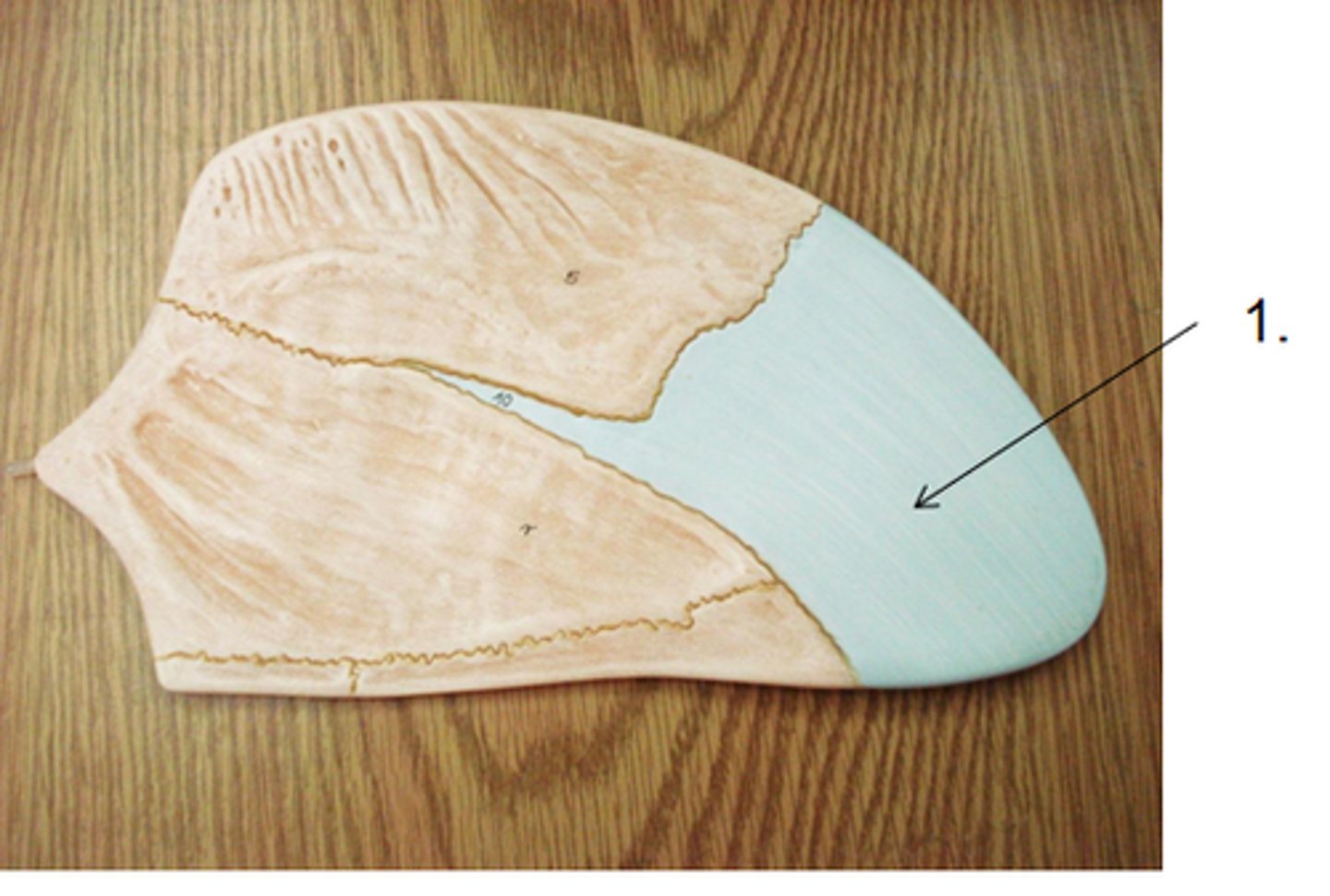 <p>flat cartilage structure that forms the anterior portion of the nasal septum</p>