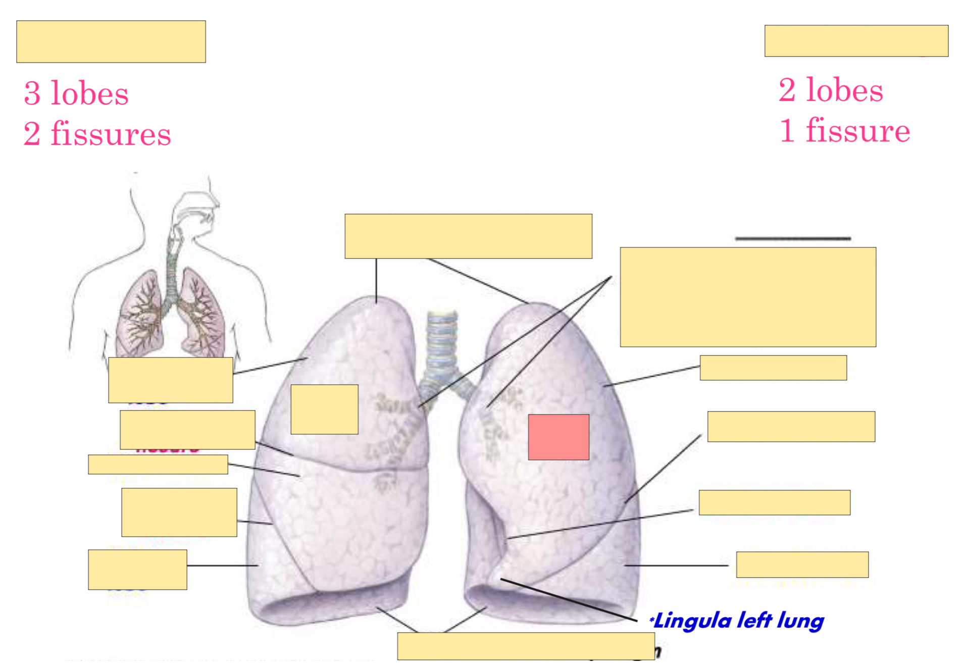 <p>Is this the right or left lung?</p>