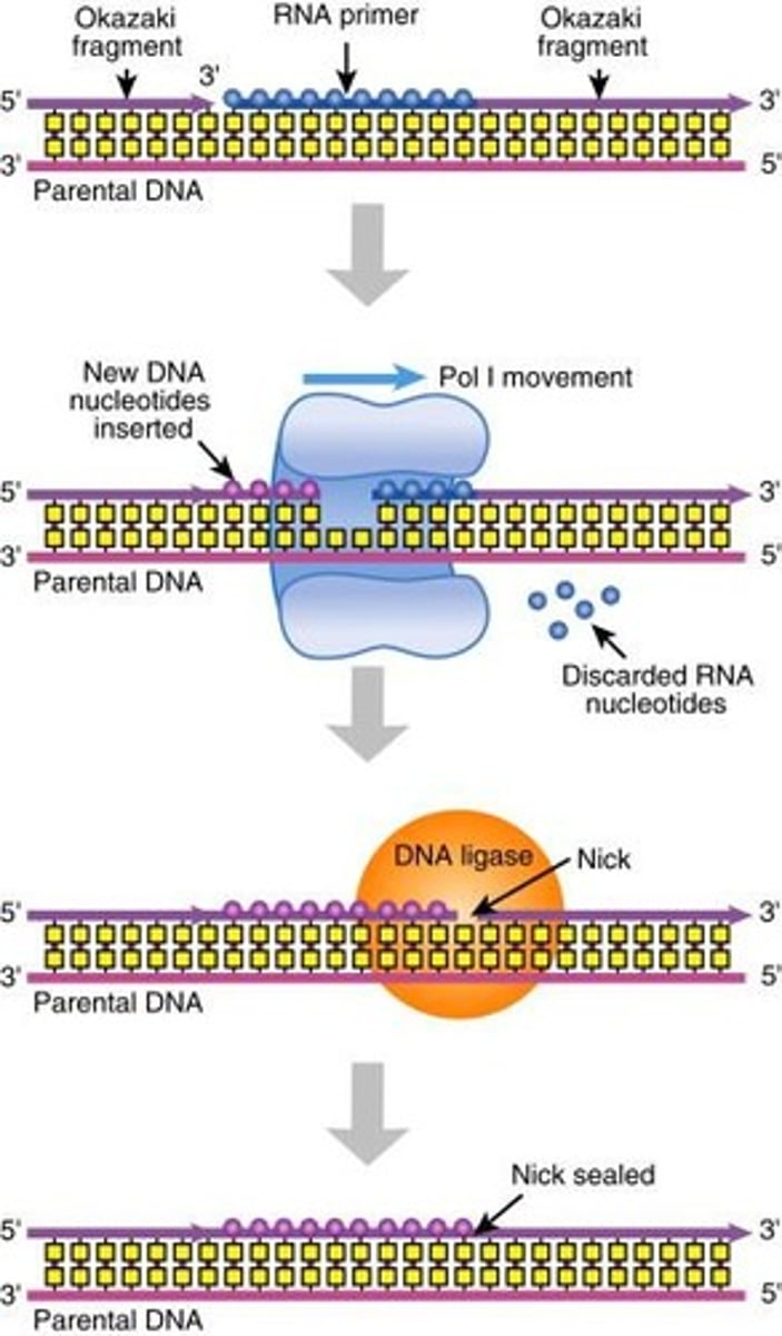 <p>Short DNA segments synthesized on the lagging strand during DNA replication.</p>