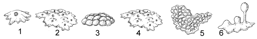 <p>Masa dura de hifas que sirve como estructura de resistencia.</p>