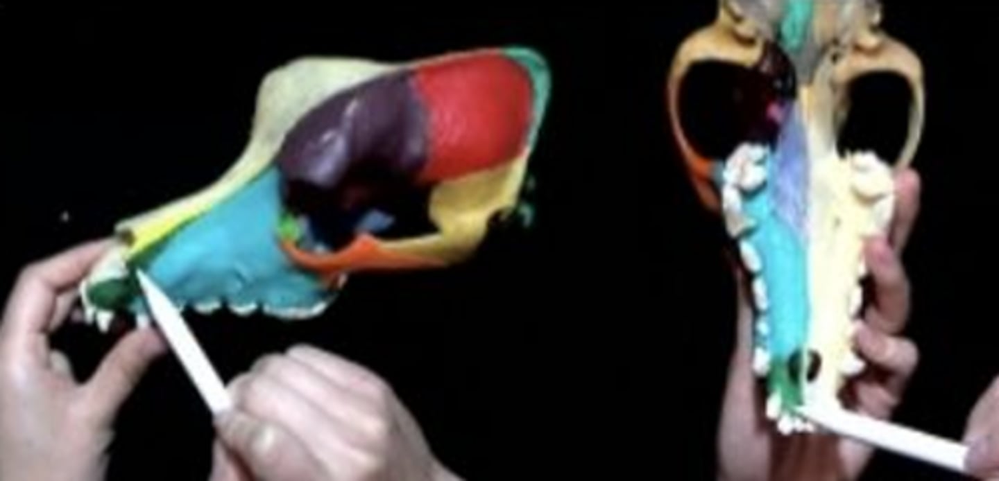 knowt flashcard image