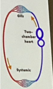 <p>This organism undergoes single circulation with only 2 chambers (1 atrium and 1 ventricle) → blood flow is a single circuit (low metabolism rate, slow system)</p>