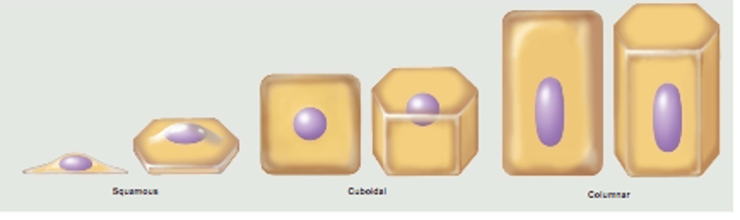 <p>Classified by shape of surface cells</p><p>- squamous (flat)</p><p>- cuboidal (cube shaped)</p><p>- columnar (tall column)</p><p>- transitional (shape varies with tissue stretching)</p>