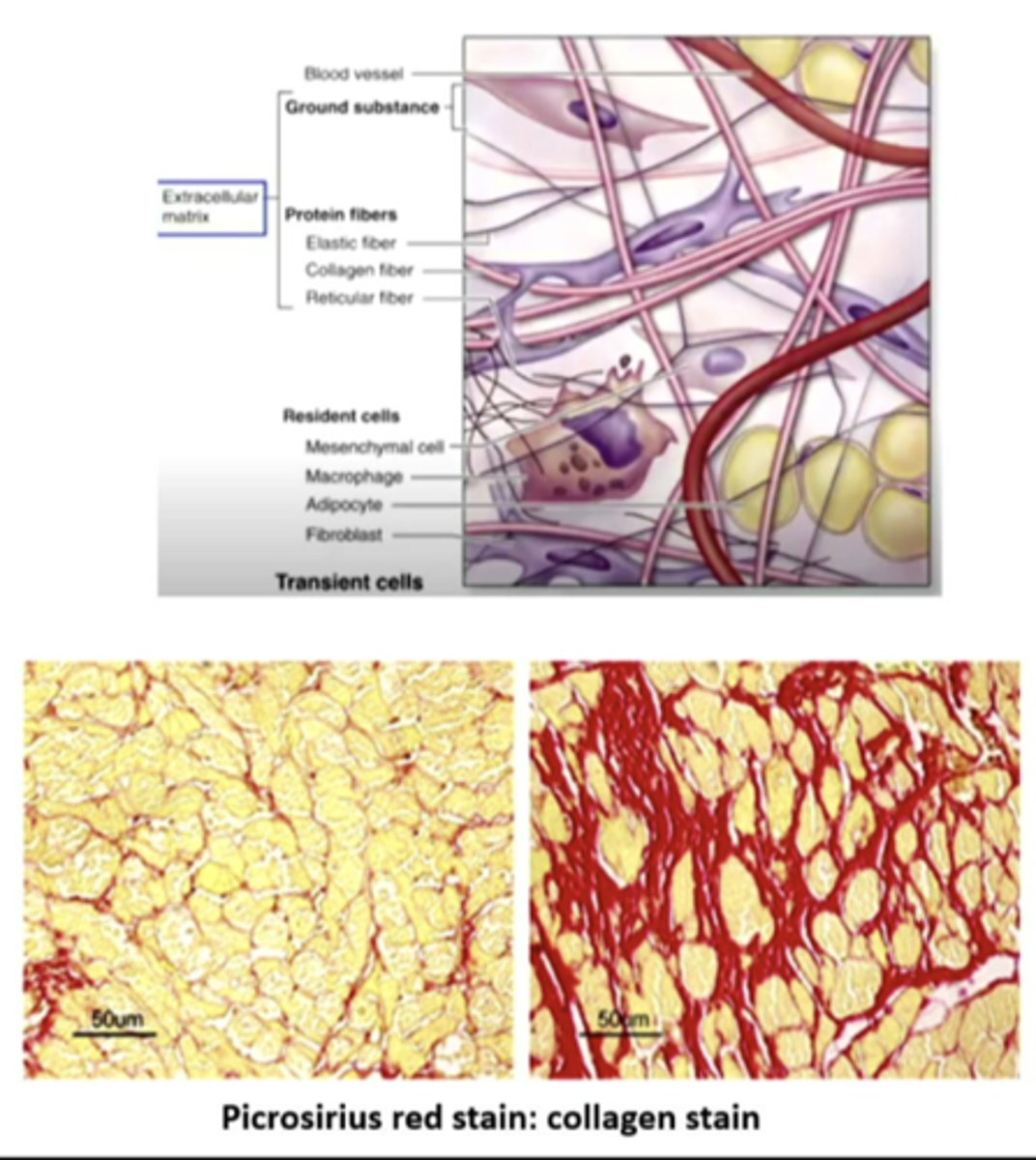 <p>connect, anchor, and support the structures of the body. MOST ABUNDANT CELLS IN THE BODY. form a framework of the body. the two major structural proteins are COLLAGEN AND ELASTIN. </p>