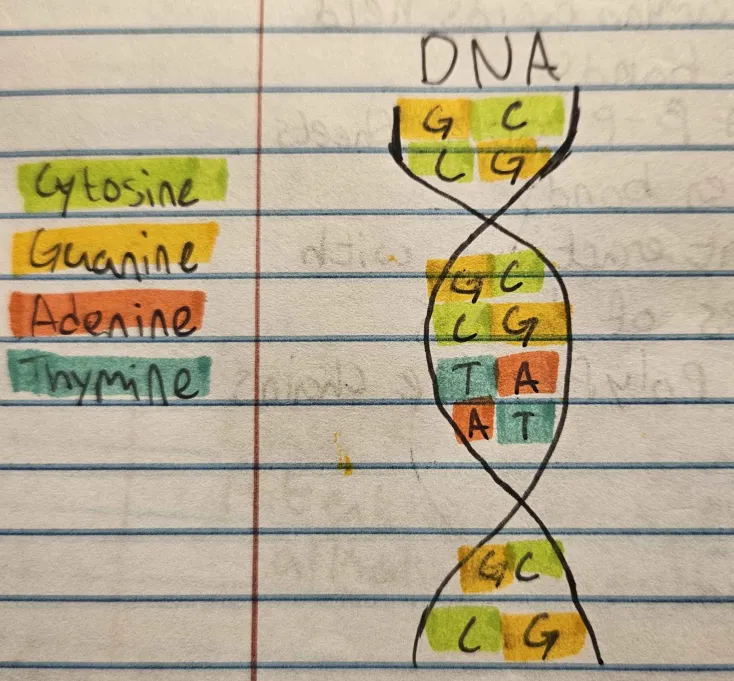 <p>Double-helixed, <span style="font-family: Roboto, sans-serif">with a deoxyribose sugar and thymine base. Contains Cytosine, Guanine, Adenine, Thymine</span></p>