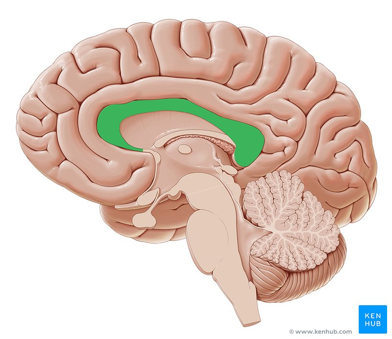 <p>white matter that connects left and right brain</p>