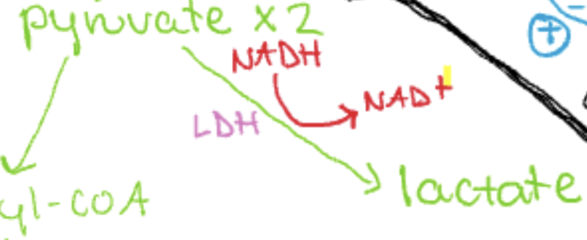 <p>process: pyruvate → lactate</p><p>enzyme LDH is used</p><p>NADH → NAD+</p><p></p><p>cells: eye, RBC, skeletal muscle in extreme exercise</p><p></p><p><strong>Warburg effect</strong>: occurs in cancer cells</p><p>pyruvate → lactate even with O2 present</p><p>increased production of growth intermediates</p><p>increased lactate production → increased acids → acidic environment around tumors</p>