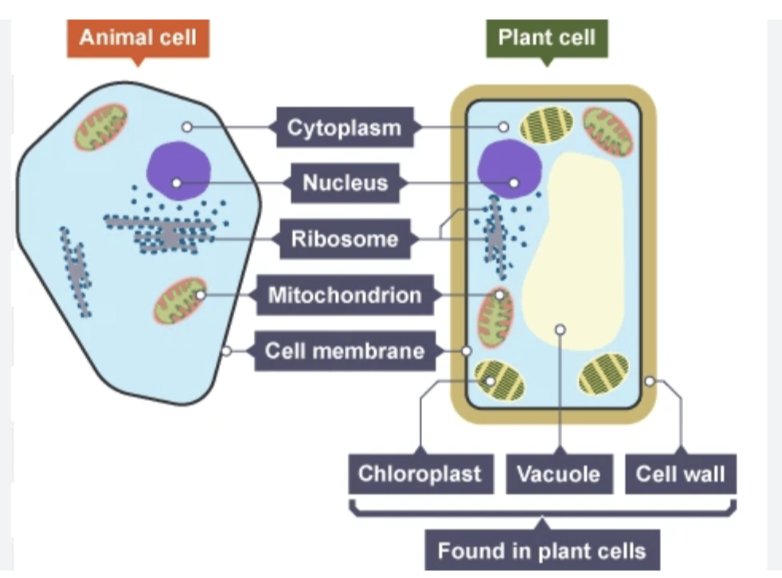 <p>Explain the similarities and differences between a plant and animal cell</p>