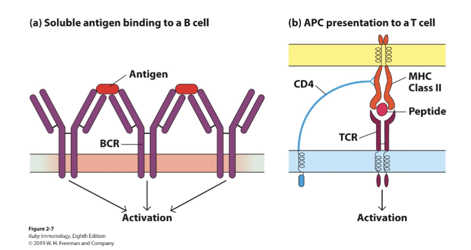 <p>Plasma B cells (activated, “antibody factories”)</p><p><span>Memory B cells (maintained after challenge to form memory responses</span></p>