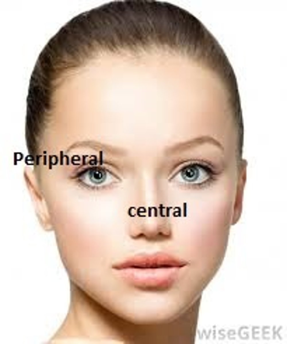<p>Closer to the periphery or edge of a structure.</p>