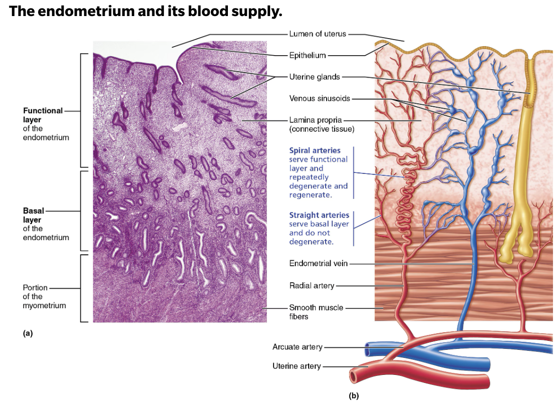 <p><strong><em>Endometrium has two chief layers (strata) </em></strong></p><ol><li><p><strong>Stratum functionalis (functional layer)</strong></p><ul><li><p>Changes in response to ovarian hormone cycles</p></li><li><p>Shed during menstruation</p></li></ul></li><li><p><strong>Stratum basalis (basal layer)</strong></p><ul><li><p>Forms new stratum functionalis after menstruation</p></li><li><p>Unresponsive to ovarian hormones</p></li></ul></li></ol><p></p>