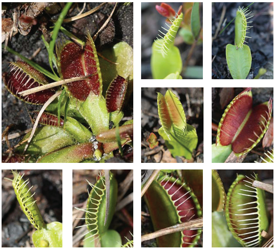 <p>Venus’ flytrap</p>