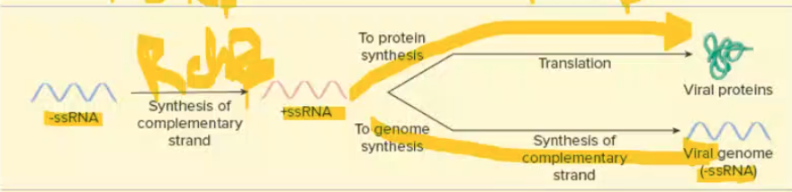 <p>1st step for both: RNA dep RNA poly to become +ssRNA</p><p>translation: once +ssRNA = mRNA → proteins</p><p>replication: RNA dep RNA poly → RNA (+ssRNA to -ssRNA)</p>