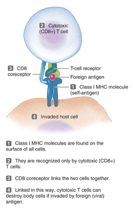 <ul><li><p>All cells express MHC class 1</p></li><li><p>MHC-1+peptide is recognized by TCRs on cytotoxic T cells, along with a CD8 co-receptor</p></li><li><p>If the peptide is ‘self’ nothing happens</p></li><li><p>If the peptide is ‘non-self’ and is presented in the context of ‘self,’ cytotoxic T cells with the right TCR to recognize the peptide will kill the infected cell</p></li></ul><p></p>