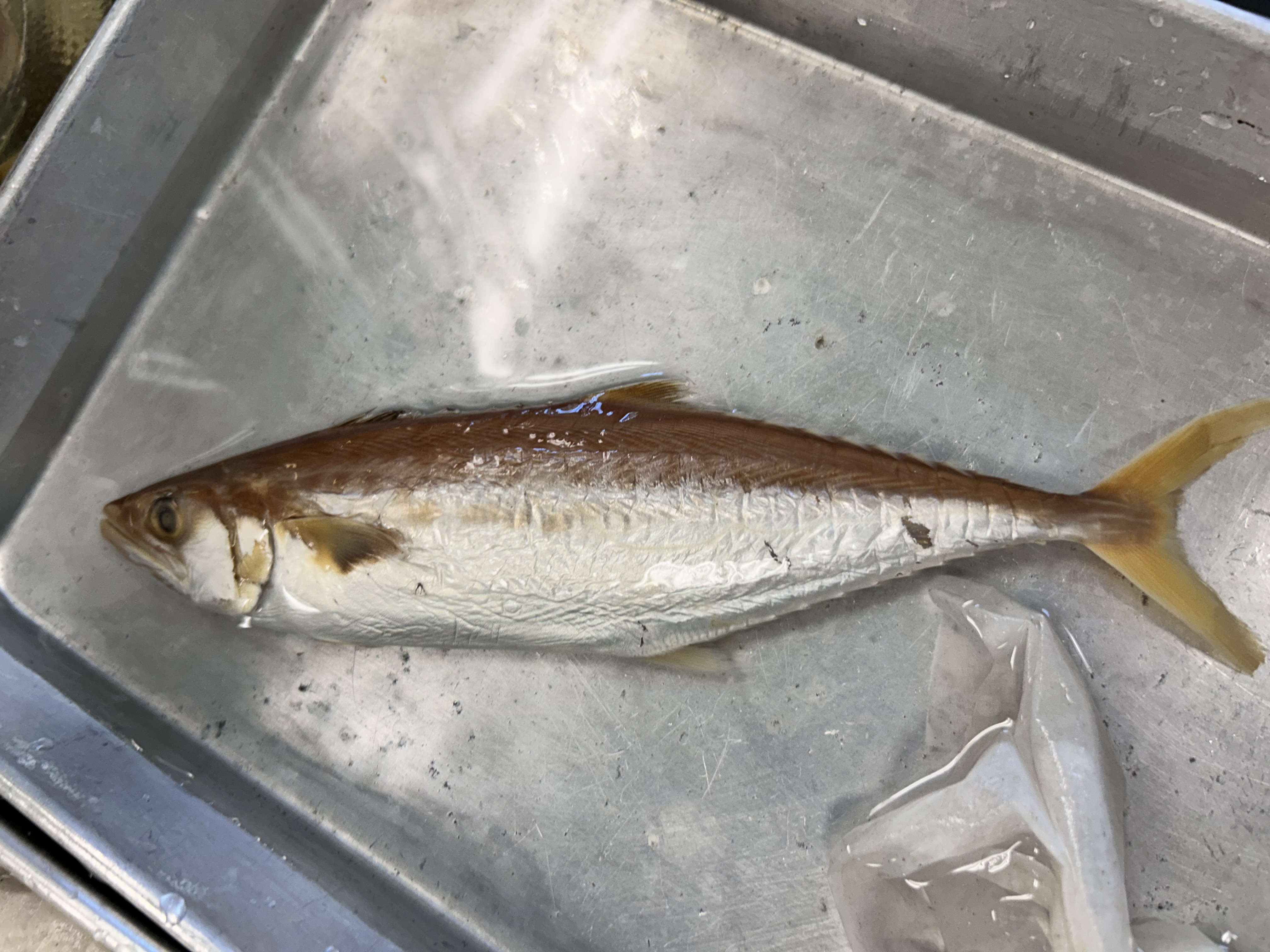 <p>king mackerel</p>
