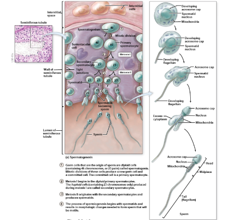 <ol><li><p>spermatogonia (stem cells) divide by mitosis to make 2 daughter cells. 1 stays as spermatogonium, other differentiates to primary spermatocyte</p></li><li><p>primary spermatocytes being meiois and form 2ndary spermatocytes</p></li><li><p>2ndary spermatocytes differentiate into spermatids (immature gametes)</p></li><li><p>spermatids diff to spermatozoa</p></li><li><p>spermatozoa enter fluid in lumen, lose contact w wall seminiferous tubules</p></li></ol><p></p>