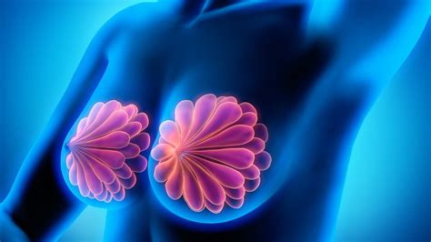 <p>breast</p>