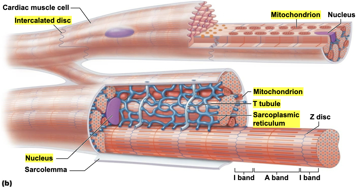 <ul><li><p><span style="color: blue;"><strong><em>Striated, Short, Branched, Fat, Interconnected </em></strong></span></p></li><li><p>Contain numerous large <span style="color: purple;"><strong>mitochondria</strong></span> (25-35% of cell volume)</p><ul><li><p><span style="color: red;"><strong>That afford resistance to fatigue</strong></span><strong>&nbsp;</strong></p></li></ul></li><li><p>Rest of volume composed of <span style="color: purple;"><strong>sarcomeres</strong></span>&nbsp;</p><ol><li><p>Z discs</p></li><li><p>A bands&nbsp;</p></li><li><p>I bands&nbsp;</p></li></ol></li><li><p><span style="color: purple;"><strong>T tubules</strong></span> are wider, but less numerous</p><ul><li><p>Enter cell only once at Z disc&nbsp;&nbsp;</p></li></ul></li><li><p><span style="color: purple;"><strong>SR</strong></span> simpler than in skeletal muscle → no triads&nbsp;</p></li><li><p><span style="color: purple;"><strong>Intercalated discs</strong></span> <span style="color: red;"><strong>are connecting junction between cardiac cells</strong></span>&nbsp;&nbsp;&nbsp;</p></li></ul><p></p>