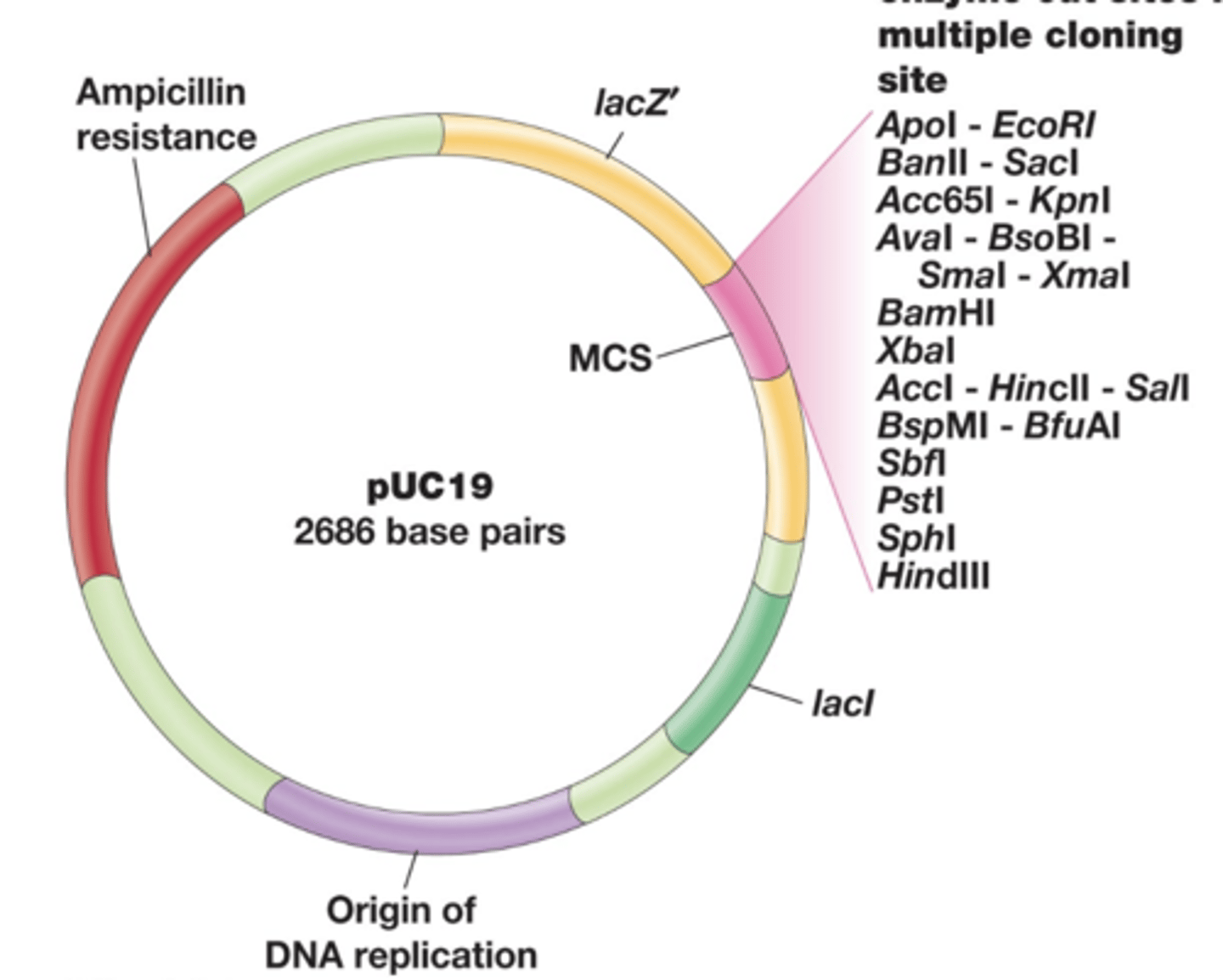 <p>requirements to use:<br>-small size; easy to isolate DNA<br>-independent origin of replication<br>-presence of selectable markers<br>-polylinker (multiple cloning site)<br>-vector transfer carried out normally by chemical transformation or electroporation</p>
