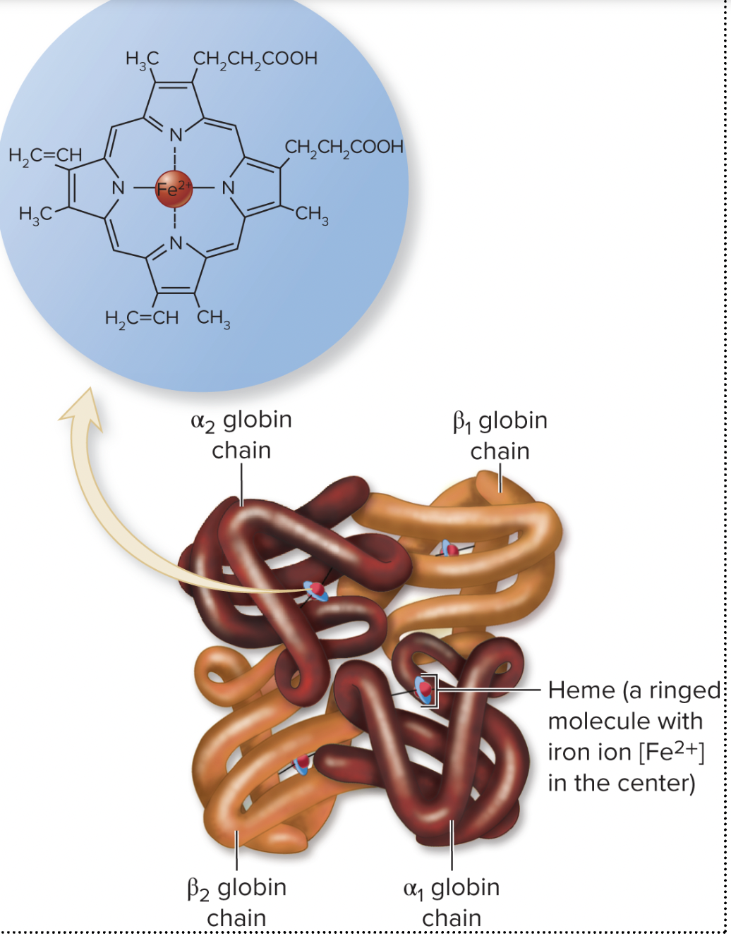 <p>Globin is a protein that binds to carbon dioxide.</p><ul><li><p>There are four types, two alpha chains and two beta chains</p></li><li><p>These contain heme groups</p></li></ul><p></p><p>Heme contains iron (Fe), allowing oxygen to bond </p><ul><li><p>Contains a ring of porphyrin and an iron ion (Fe2+)</p></li><li><p>The oxygen binds to the iron ion</p></li></ul><p></p><p> Both are reversible, they don't carry C02 and 02 at the same.</p>