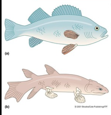 <p>Ray-finned and Lobed-fin</p>
