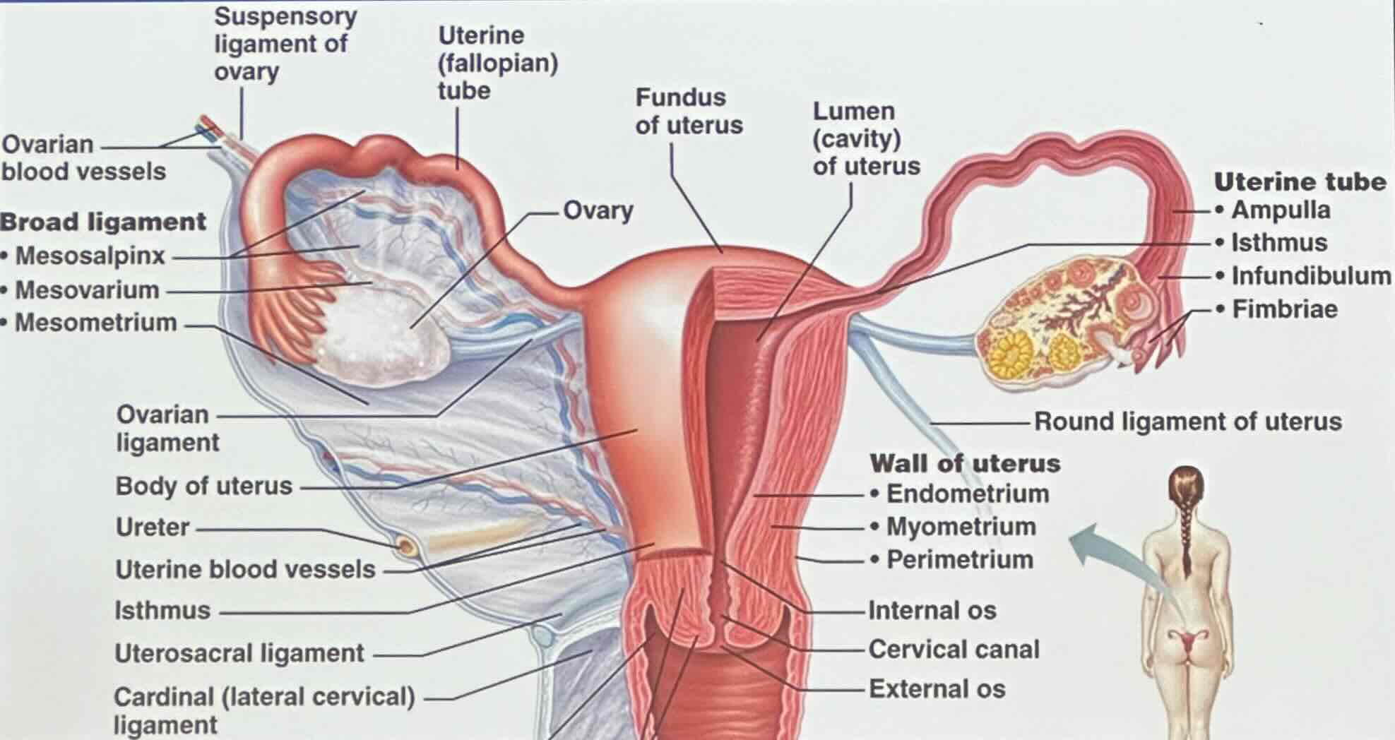 <p>the uterus is known as the womb</p>