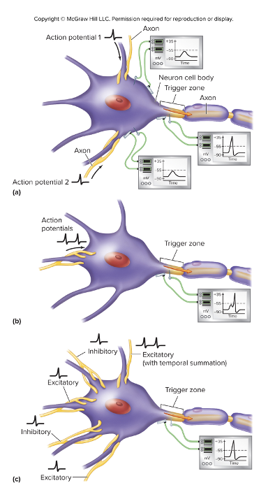 <ul><li><p>Generation of an action potential is determined by the sum of all graded potentials generated by stimulation of the neuron</p><ul><li><p>IPSP’s</p></li><li><p>EPSP’s</p></li></ul></li><li><p><strong>Spatial summation</strong></p><ul><li><p>multiple action potentials get at the same time from separate neurons </p></li></ul></li><li><p><strong>Temporal summation</strong></p><ul><li><p>two or more action potentials arrive very close together from the same neuron</p></li></ul></li></ul><p></p>
