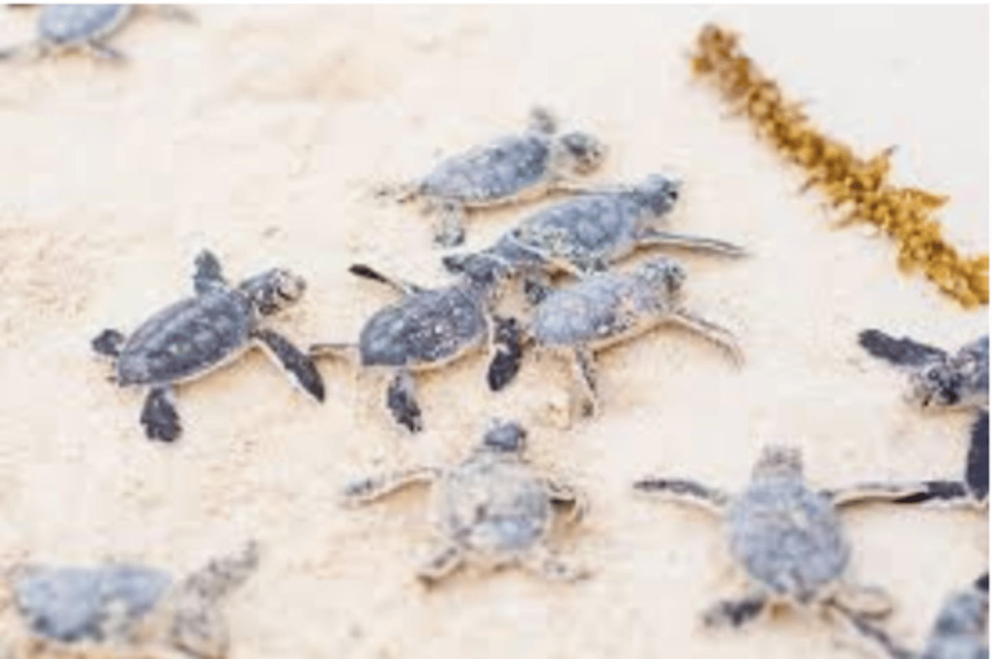 <p>little turtles</p>