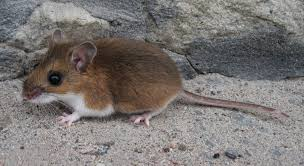<p><span>Peromyscus maniculatus</span></p>