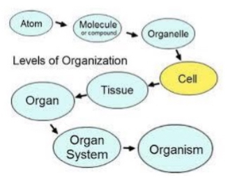 <p><span>Atom → molecule or compound → organelle → cell → tissue → organ → organ system → organism</span></p>