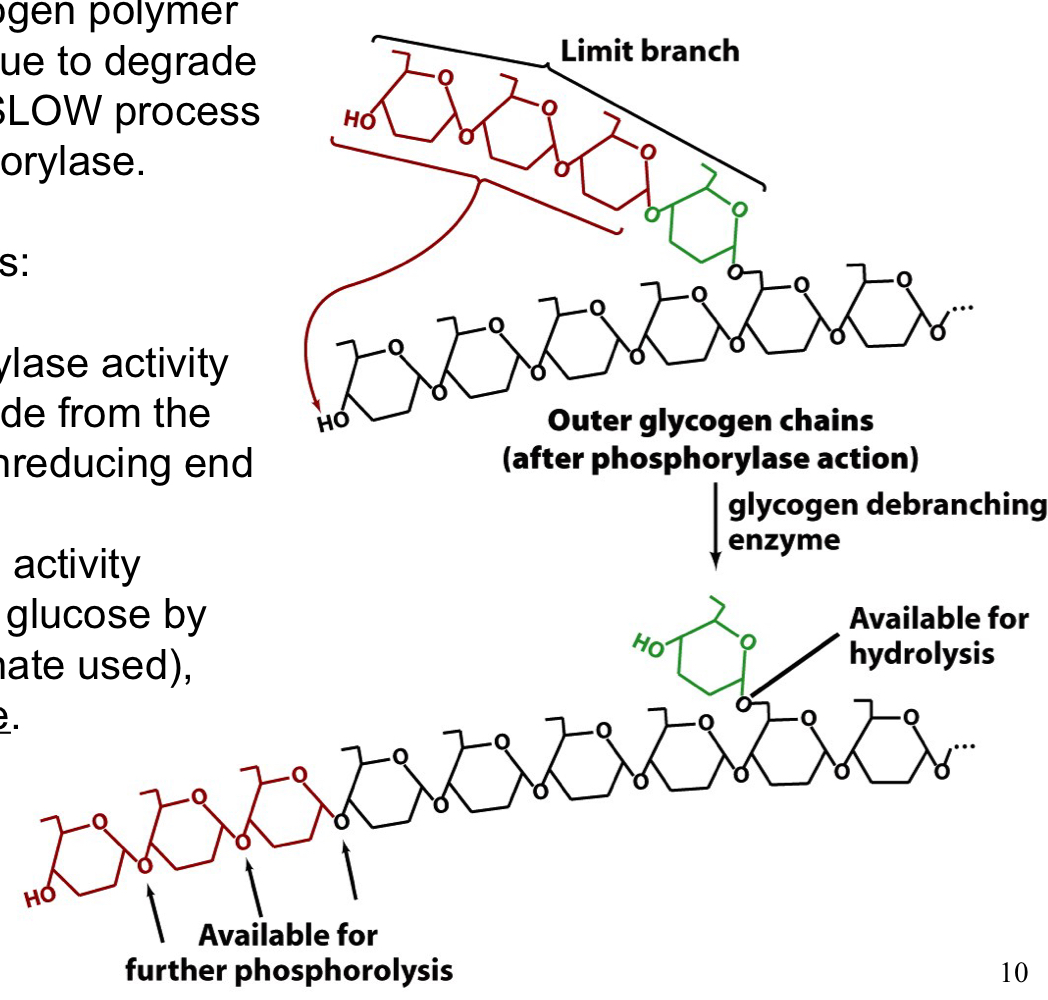 resolves limit branch structures in the glycogen polymer so GP can continue to degrade the linear regions

a SLOW process