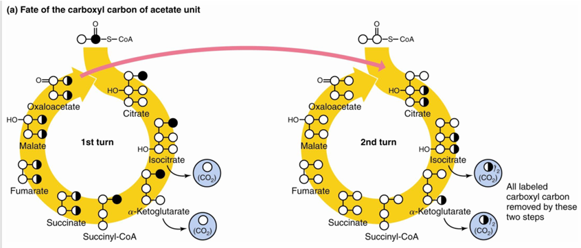 <p>The carboxyl carbon atom of acetate is released as CO2 in the <strong>second </strong>turn of the cycle (following entry of acetyl CoA)</p>