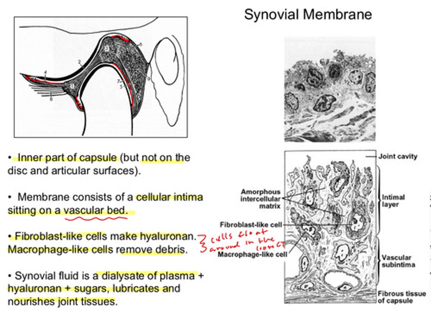 <p>cellular intima layer sitting on a vascular bed</p>