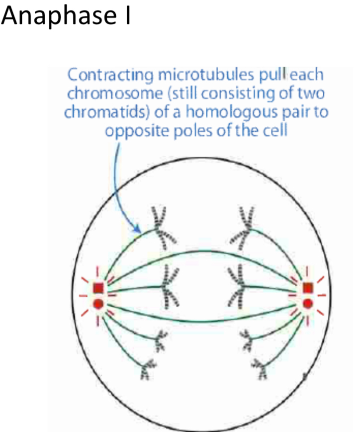 <p>Spindle fibre contracts pulling chromosomes to opposite poles</p><p>2 chromosomes in each bivalent pulled apart.The</p>