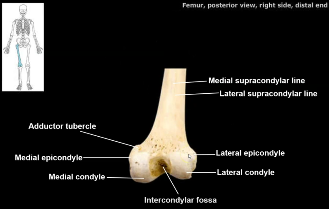 <p>(posterior view)</p><p></p><p>an attachment site or ligaments holding the femur and tibia together</p>