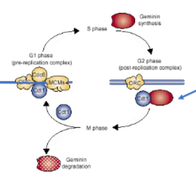<ul><li><p>Takes place to ensure replication forks initiate at the same time and doesn’t initiate more than once per cycle </p></li><li><p>Step 1: origins are licensed. Licensing proteins (origin recognition complex - ORC) get attached to the origin. </p></li><li><p>Step 2: Initiation machinery (MCM2 - helicase) binds and starts replication. Licensing factor is removed as the replication fork moves away from origin. Licensing factor is removed to ensure that replication can’t occur more than once per cycle. </p></li><li><p>MCM - minichromosomal maintenance. Has helicase activity and unwinds a small stretch of DNA at the beginning of replication.</p></li><li><p>Geminin Binds to Cdt1, which is used in replication initiation, and degrades it at G1. Therefore, replication can not re-initiate. </p></li></ul><p></p>