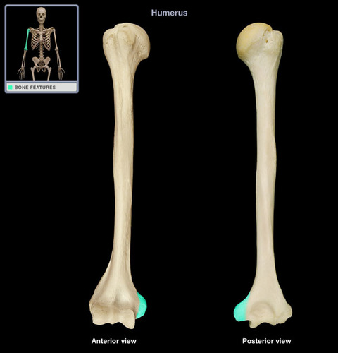 <p>A bony projection on the medial side of the humerus on its distal end</p>