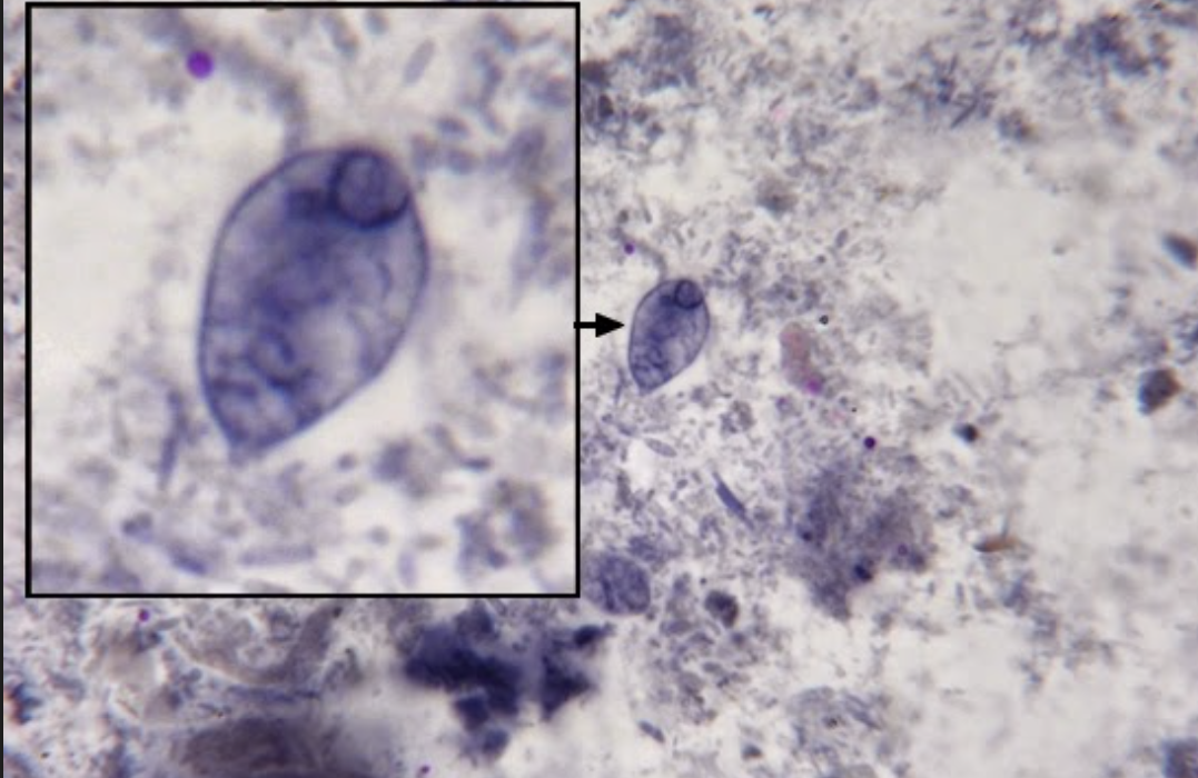 term image