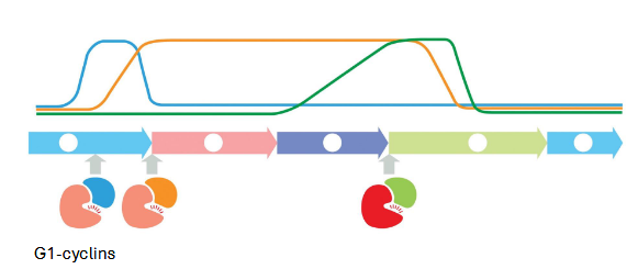 <p>mammalian cells require mitogens (growth factors) to progress thru G1</p><p>mitogen signaling activates synthesis of G1 cyclins (RTK - MAP kinase cascade)</p>