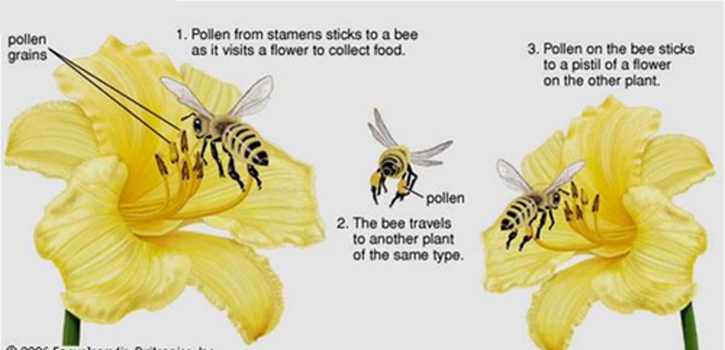 <p>transfer of pollen grains from the anther to the stigma</p>