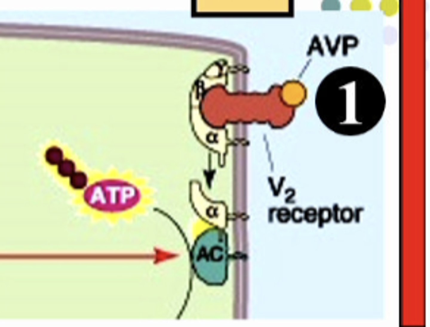 <p>tubular actions of ADH</p><p>AVP/ADH binds to ......... on the basolateral membrane of the collecting duct?</p>
