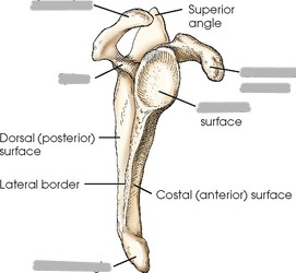 <p>Label the scapula</p>