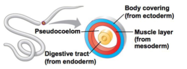 <p>Pseudocoelomate</p>