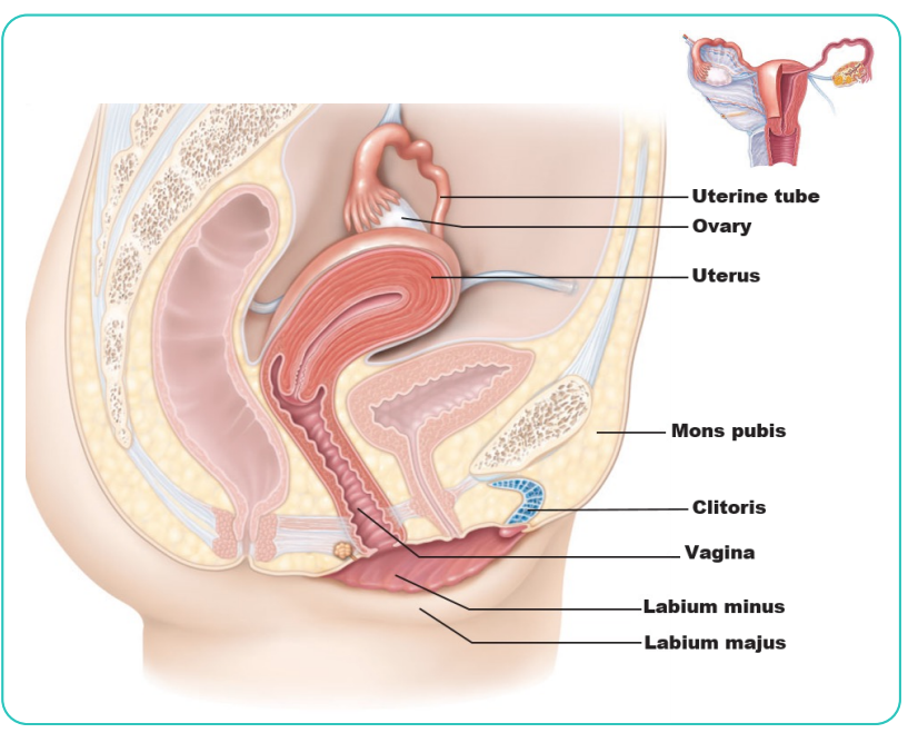 <p>Ovaries: </p><p> Produce egg </p><p>Fallopian tubes: </p><p> Site of fertilization  Transport embryos to uterus </p><p>Uterus: </p><p> Site of embryonic development during gestation</p><p>Cervix:</p><p>  Connects uterus and vagina  Serve as barrier during pregnancy </p><p>Vagina:</p><p>  Female organ of copulation at mating  Birth canal</p>