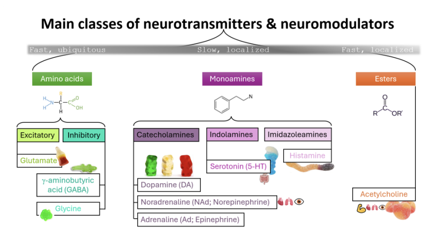 <ul><li><p>Amino acids and acetylcholine→<strong> act quickly</strong></p></li><li><p>Monomines→ act more <strong>diffusely</strong> and more <strong>slowly</strong></p><ul><li><p><em>this is why they are sometimes called neuromodulators</em></p></li></ul></li></ul><p></p>